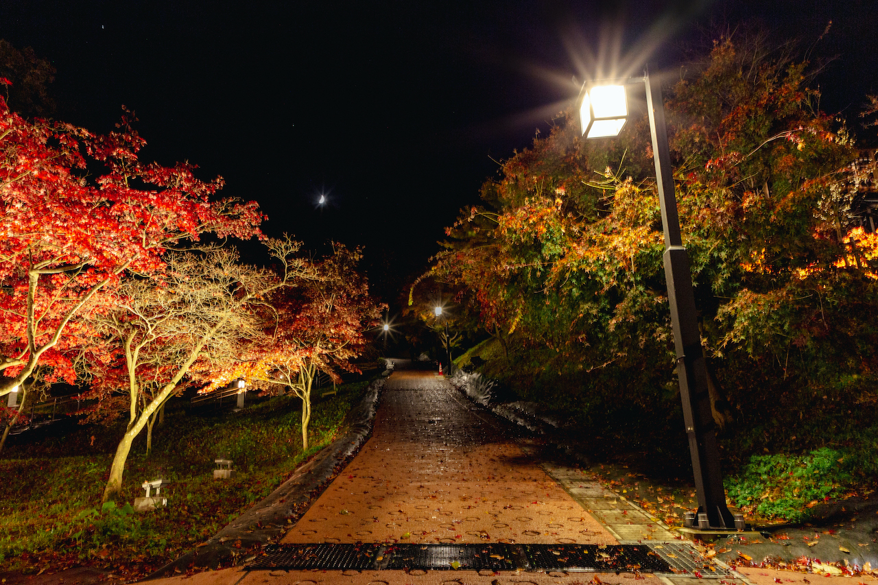 天童公園もみじ園